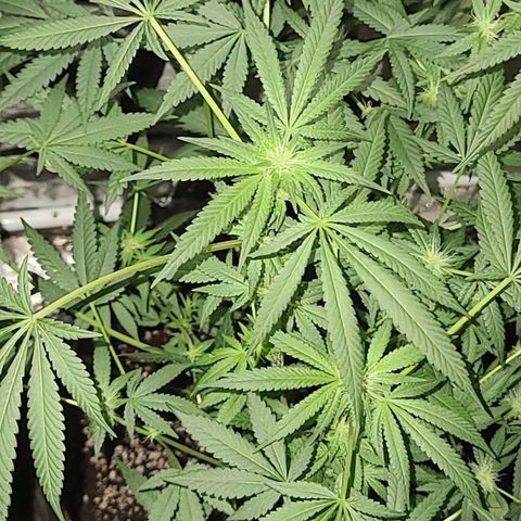 Unknown strain growlog photo: Lights 12/12 tree #3 little rough after flush