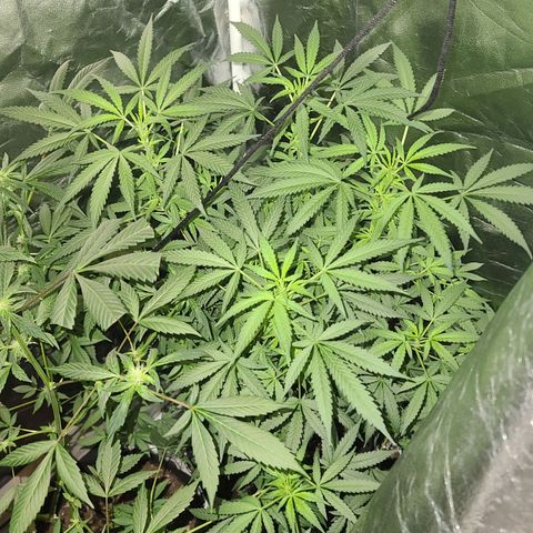 Unknown strain growlog photo: Lights 12/12 tree #3 little rough after flush