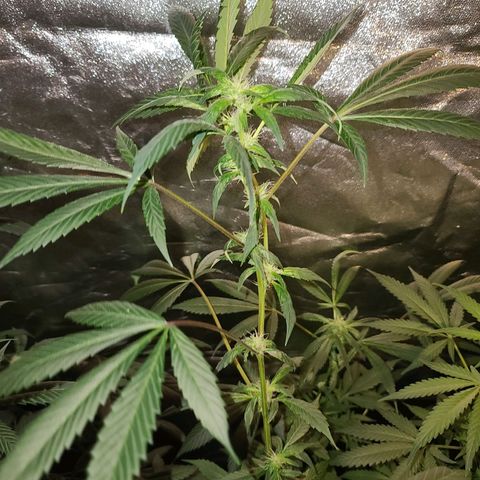 Unknown strain growlog photo: Lights 12/12 tree #3 little rough after flush