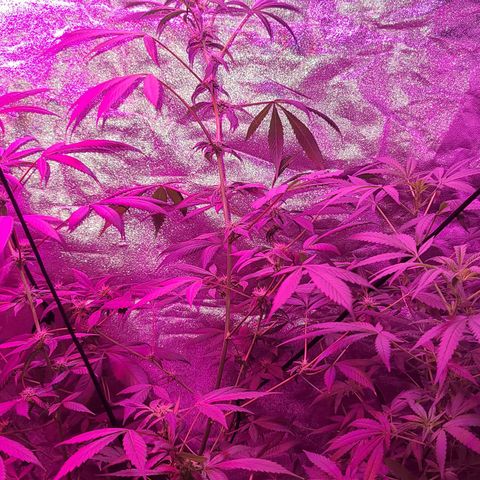 Unknown strain growlog photo: 5 week into flower