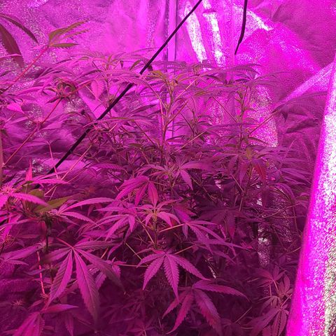 Unknown strain growlog photo: 5 week into flower