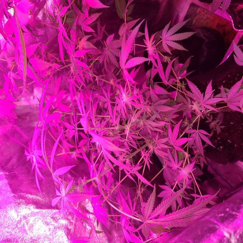 Unknown strain growlog photo: 5 week into flower