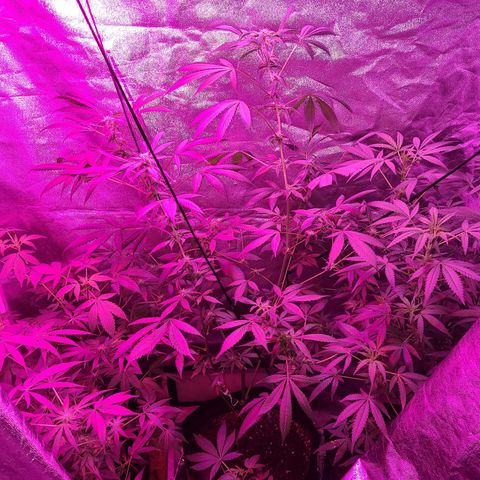 Unknown strain growlog photo: 5 week into flower