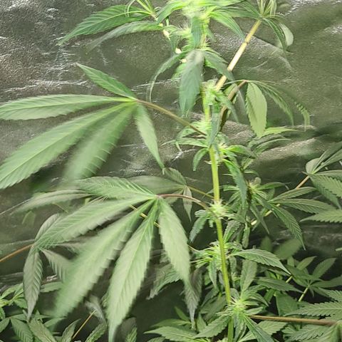 Unknown strain growlog photo: 5 week into flower