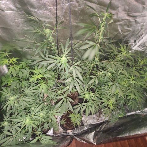 Unknown strain growlog photo: 5 week into flower