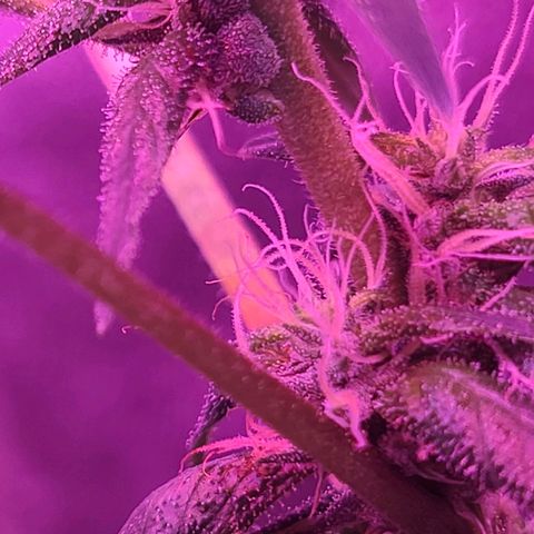 Unknown strain growlog photo: GSC WEEK #6 INTO FLOWER STARTS TODAY 12/12 light cycle 
Changed to 600w lamp for trees #3,4