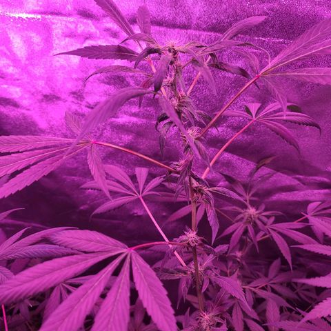 Unknown strain growlog photo: GSC WEEK #6 INTO FLOWER STARTS TODAY 12/12 light cycle 
Changed to 600w lamp for trees #3,4