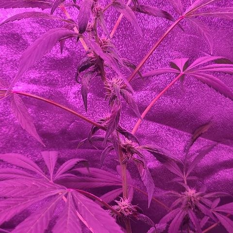 Unknown strain growlog photo: GSC WEEK #6 INTO FLOWER STARTS TODAY 12/12 light cycle 
Changed to 600w lamp for trees #3,4