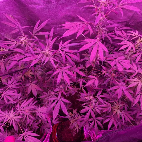 Unknown strain growlog photo: GSC WEEK #6 INTO FLOWER STARTS TODAY 12/12 light cycle 
Changed to 600w lamp for trees #3,4