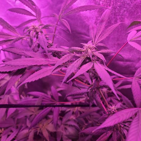 Unknown strain growlog photo: GSC WEEK #6 INTO FLOWER STARTS TODAY 12/12 light cycle 
Changed to 600w lamp for trees #3,4
