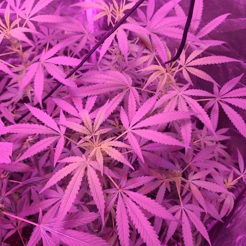 Unknown strain growlog photo: GSC WEEK #6 INTO FLOWER STARTS TODAY 12/12 light cycle 
Changed to 600w lamp for trees #3,4