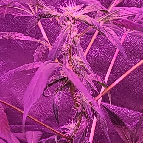 Unknown strain growlog photo: 2x600 watt lamps
12/12 lights 
GSC TREES 1-5 
TREE #2 SLIGHTLY BETTER AFTER ROOT FLUSH