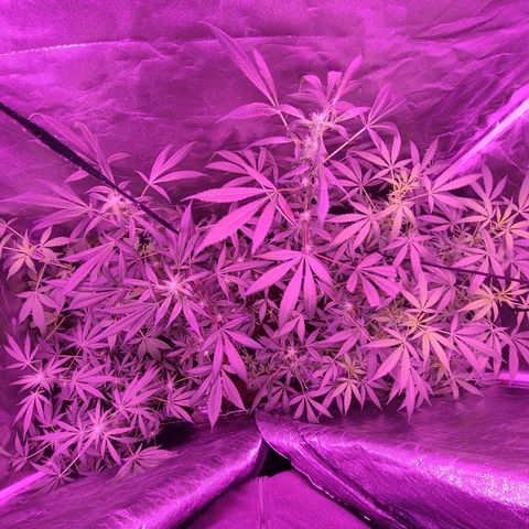 Unknown strain growlog photo: 2x600 watt lamps
12/12 lights 
GSC TREES 1-5 
TREE #2 SLIGHTLY BETTER AFTER ROOT FLUSH