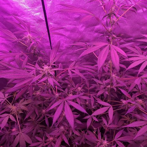 Unknown strain growlog photo: 2x600 watt lamps
12/12 lights 
GSC TREES 1-5 
TREE #2 SLIGHTLY BETTER AFTER ROOT FLUSH