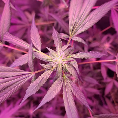 Unknown strain growlog photo: 2x600 watt lamps
12/12 lights 
GSC TREES 1-5 
TREE #2 SLIGHTLY BETTER AFTER ROOT FLUSH