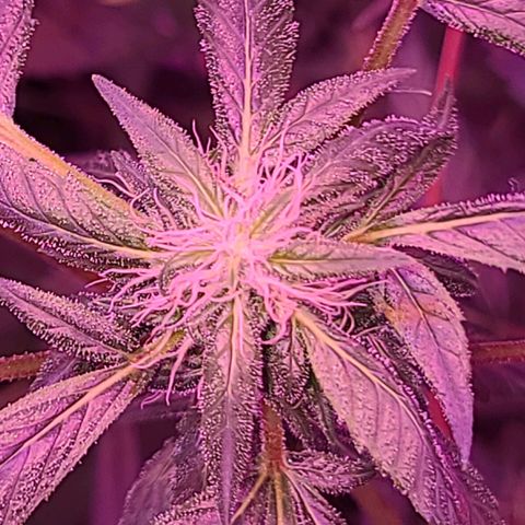 Unknown strain growlog photo: 2x600 watt lamps
12/12 lights 
GSC TREES 1-5 
TREE #2 SLIGHTLY BETTER AFTER ROOT FLUSH