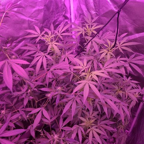 Unknown strain growlog photo: 2x600 watt lamps
12/12 lights 
GSC TREES 1-5 
TREE #2 SLIGHTLY BETTER AFTER ROOT FLUSH