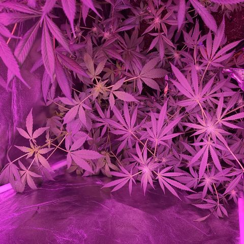 Unknown strain growlog photo: 2x600 watt lamps
12/12 lights 
GSC TREES 1-5 
TREE #2 SLIGHTLY BETTER AFTER ROOT FLUSH