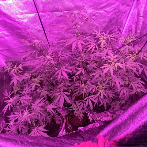 Unknown strain growlog photo: 2x600 watt lamps
12/12 lights 
GSC TREES 1-5 
TREE #2 SLIGHTLY BETTER AFTER ROOT FLUSH