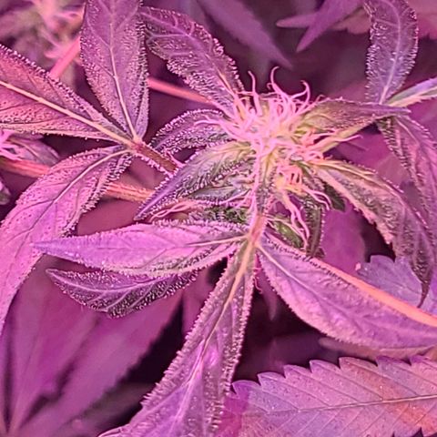 Unknown strain growlog photo: 2x600 watt lamps
12/12 lights 
GSC TREES 1-5 
TREE #2 SLIGHTLY BETTER AFTER ROOT FLUSH