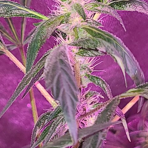 Unknown strain growlog timeline photo