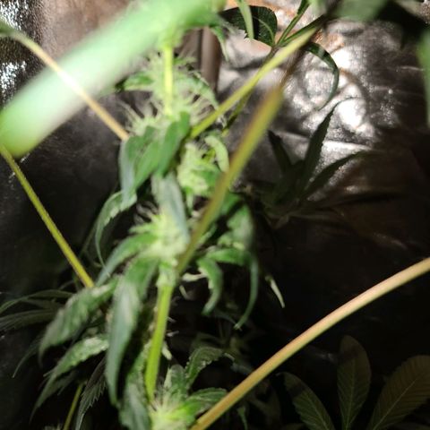 Unknown strain growlog timeline photo