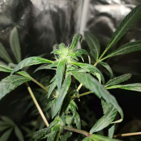 Unknown strain growlog timeline photo