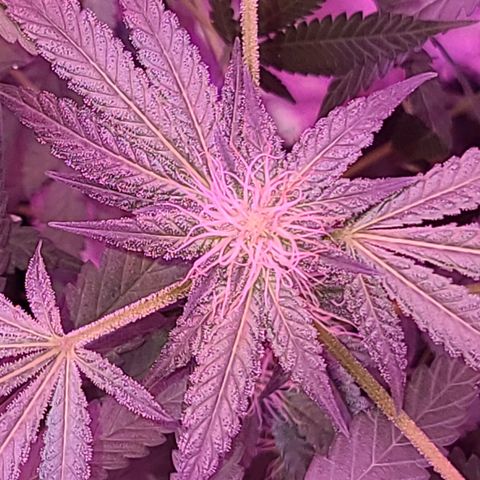 Unknown strain growlog timeline photo