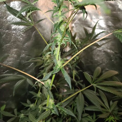 Unknown strain growlog timeline photo