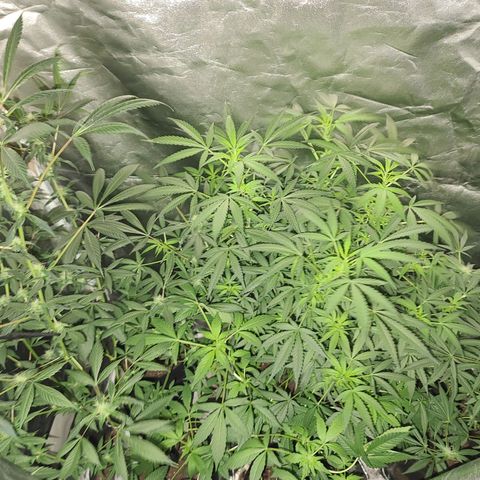 Unknown strain growlog timeline photo