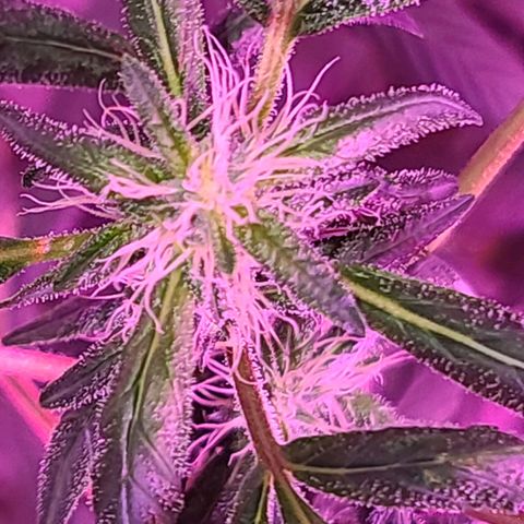Unknown strain growlog timeline photo