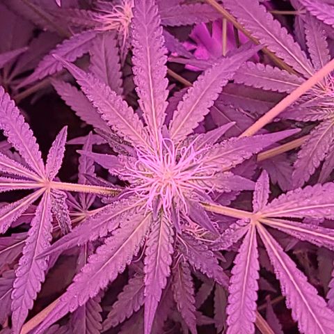 Unknown strain growlog timeline photo