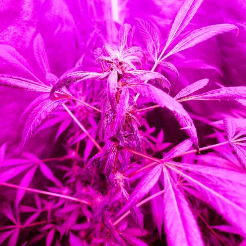 Unknown strain growlog photo: Gsc 6 weeks into flower
