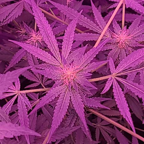 Unknown strain growlog photo: Gsc 6 weeks into flower