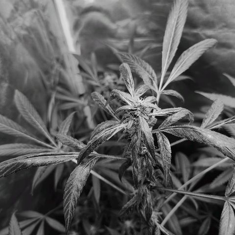 Unknown strain growlog photo: Gsc 6 weeks into flower