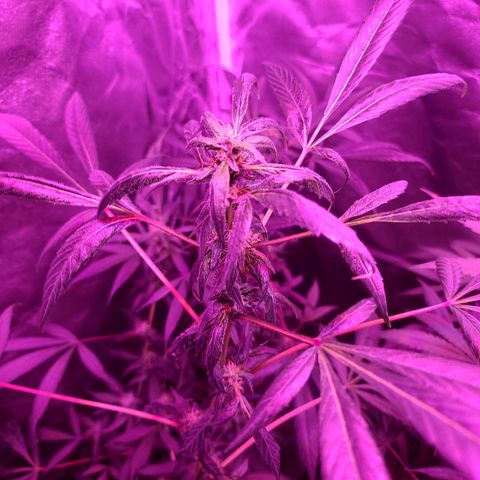 Unknown strain growlog photo: Gsc 6 weeks into flower