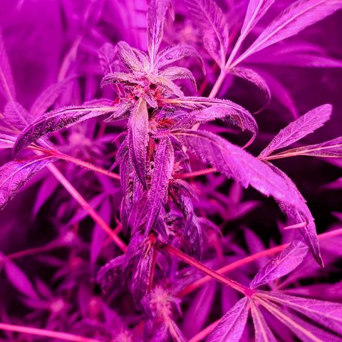 Unknown strain growlog photo: Gsc 6 weeks into flower