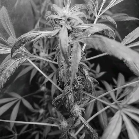 Unknown strain growlog photo: Gsc 6 weeks into flower