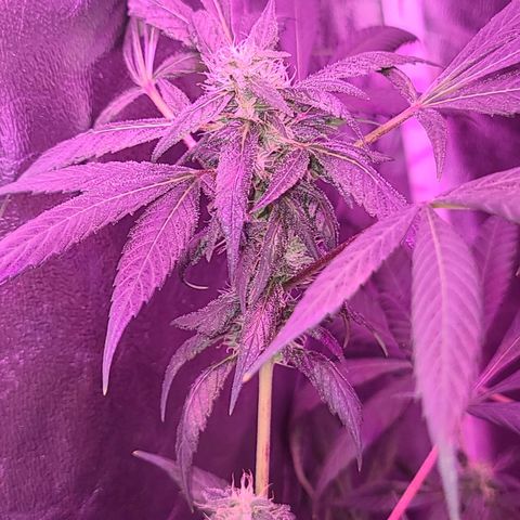 Unknown strain growlog photo: Gsc 6 weeks into flower