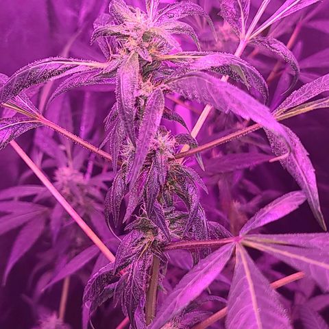 Unknown strain growlog photo: Gsc 6 weeks into flower
