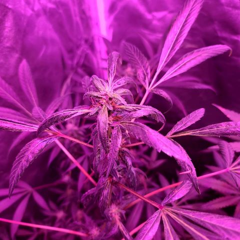 Unknown strain growlog photo: Gsc 6 weeks into flower