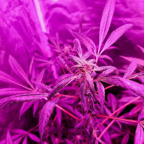 Unknown strain growlog photo: Gsc 6 weeks into flower