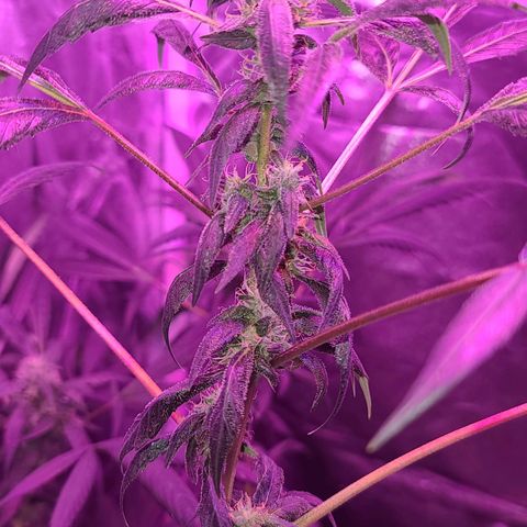 Unknown strain growlog photo: GSC 6 weeks into flower