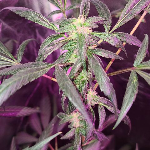 Unknown strain growlog photo: GSC 6 weeks into flower