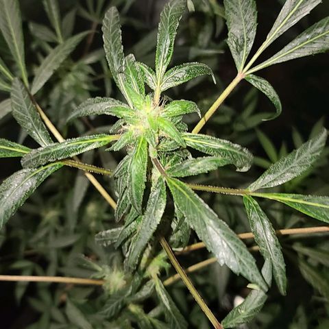 Unknown strain growlog photo: GSC 6 weeks into flower