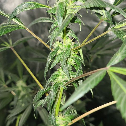 Unknown strain growlog photo: GSC 6 weeks into flower