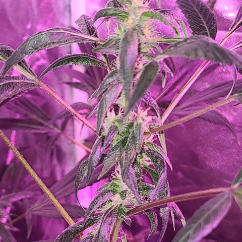 Unknown strain growlog photo: GSC 6 weeks into flower
