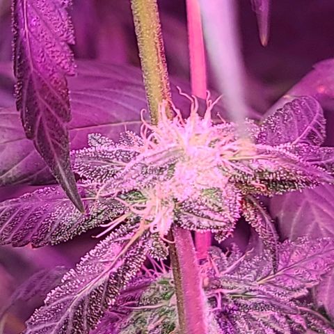 Unknown strain growlog photo: Trees 1-4  defoliate