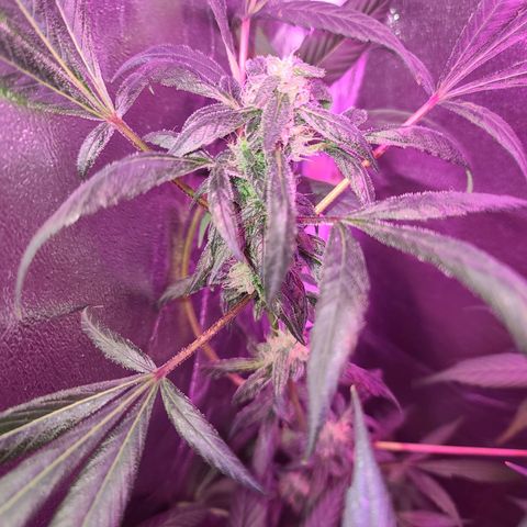 Unknown strain growlog photo: Trees 1-4  defoliate