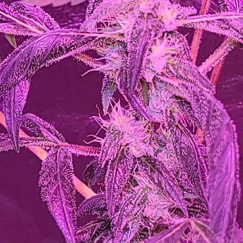 Unknown strain growlog photo: Trees 1-4  defoliate
